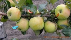 Яблоня карликовая Подснежник (malus podsnezhnik) ? обзор: как сажать, саженцы яблони Подснежник