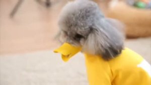 Силиконовый намордник утка для собак Petsy