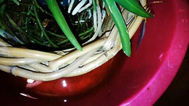 Обзор вандавых. Немного о поливе в корзине. смотреть онлайн