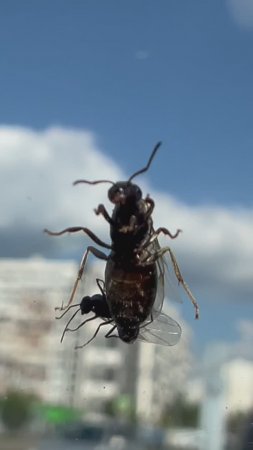 Лёт Lasius niger