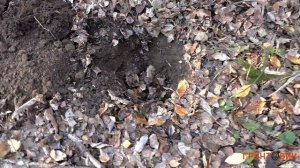 Fisher F22 с DD-катушкой | Поиск в лесу