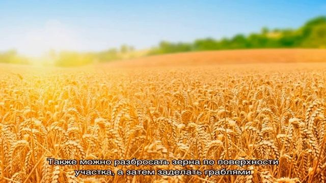 Чем хорош сорт пшеницы «Гром» и каковы его особенности