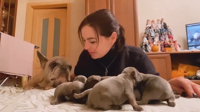 9 щенков Нюши и Вени ! Кого больше мальчиков или девочек? смотреть онлайн