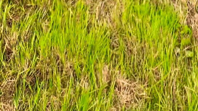 Vredo Якутия пастбищная сеялка коневодство.рф Vredo Yakutia