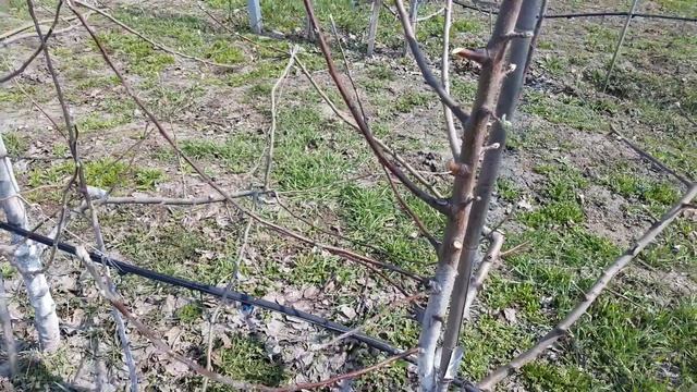 интенсивная обрезка яблони смотреть онлайн