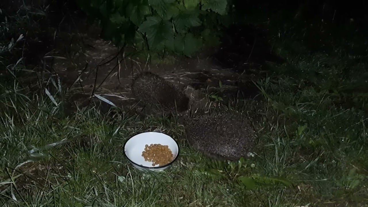 Ежи едят сухой кошачий корм 2022 смотреть онлайн