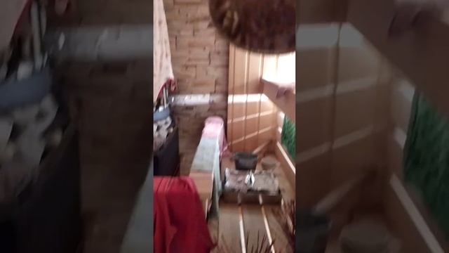 Укорнение черенками хакуро-нишики. Та ещё капризуля) #ива #укоренениечеренков #хакуро #черенок