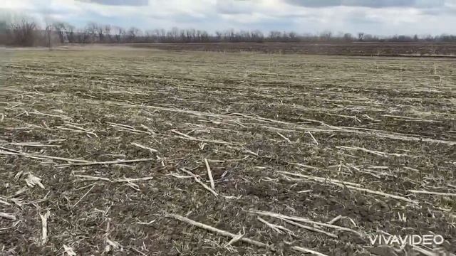 Озимая пшеница 2021. Состояние на 5.04.2021. Прикатывание озимой пшеницы. Боремся с выпирание почвы