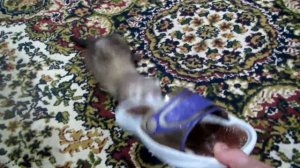 Хорёк рычит, отбирает тапок:))