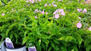 Phlox 'Opening Act Blush' - An early flowering hybrid phlox with superb disease resistance