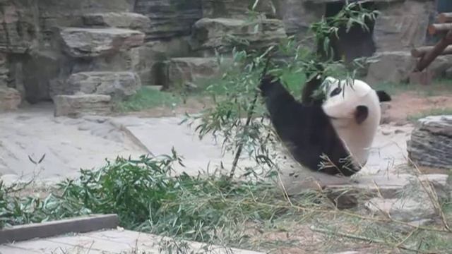 Панда в пекинском зоопарке смотреть онлайн