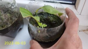 Укоренение лимона черенками (без гормона укоренения)