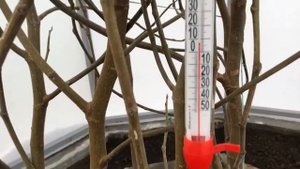 Теплица Для Инжира Бесплатное Тепло !!!