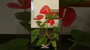 Anthurium, Flamingo flower, Lace Leaf