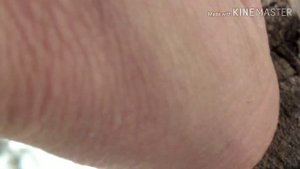Некачественные фисташки