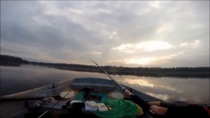 Ловля жереха на уокеры в траве.