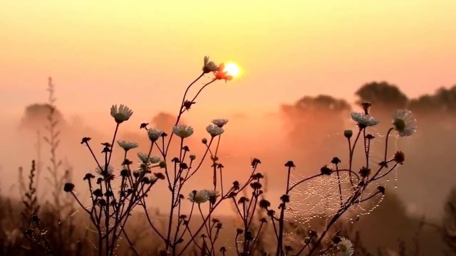 СЕГОДНЯ В БЕЛОМ ИНЕЕ ТРАВА смотреть онлайн