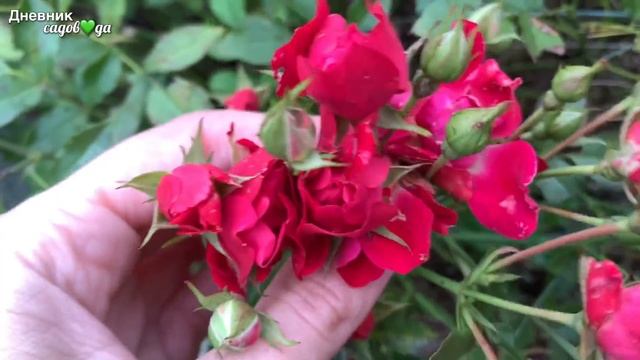 Кустарники и Многолетники осенью. Гортензии ЗЛАКИ розы Бузина ДЁРЕН котовник кровохлёбки и другие смотреть онлайн