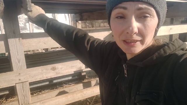 Алтай.Беременная коза после выкидыша.Заказала лекарства для коз. смотреть онлайн