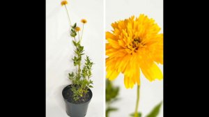 ГЕЛИОПСИС-СОЛНЫШКО В ЦВЕТНИКЕ #shortvideo #цветы #сад #новинка #garden #дача #landscape #природа