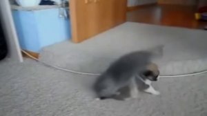 Angry Cats VS Dogs Funny Compilation 2017 !!!