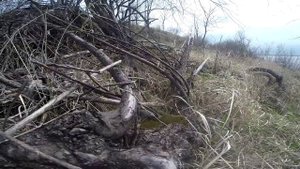 Ящерица,видео..mp4