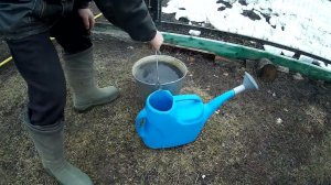 Сделай именно это весной со смородиной, чтобы получить отличный урожай ягод!