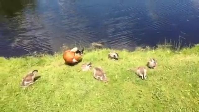 Утки огари продолжение рода смотреть онлайн