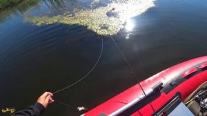 Красивый выход щуки на поверхностные приманки, ловля щуки на Walker (волкер)