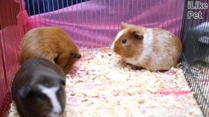 6 интересных физиологических особенностей морских свинок