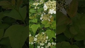 Обработка "Калипсо" от бронзовки (Аленка мохнатая) во время цветения (Калина).