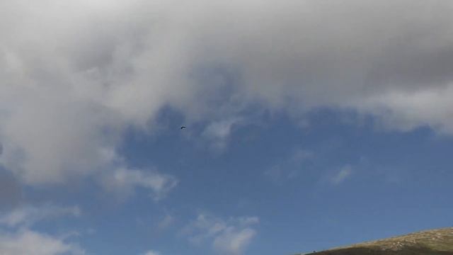 Falco Peregrinus Calidus ! смотреть онлайн