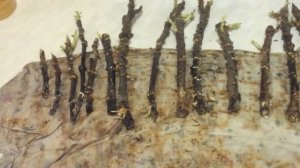 Как укоренить черенки инжира. Результат