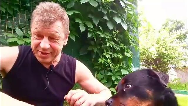 Щенка злить будем?ДРЕССИРОВКА И ВОСПИТАНИЕ РОТВЕЙЛЕРА.