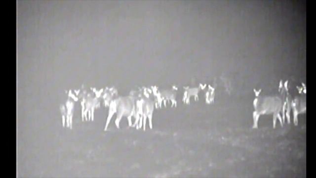 FORTUNA.ARMY - тепловизионный монокуляр для охоты, тепловизор пульсар, охотничий тепловизор