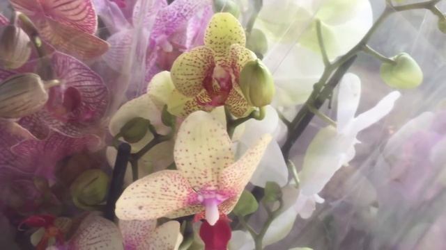 Орхидейный бум в Оби 29 января 2020г. Редкие орхидеи!))) смотреть онлайн