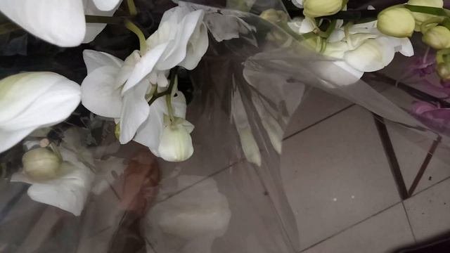 Крупные,шикарные красавцы фаленопсисы, суккуленты,розы С.Ц. Зелёный город.