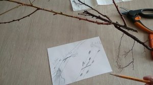 Прививка черенка персика улучшенной копулировкой