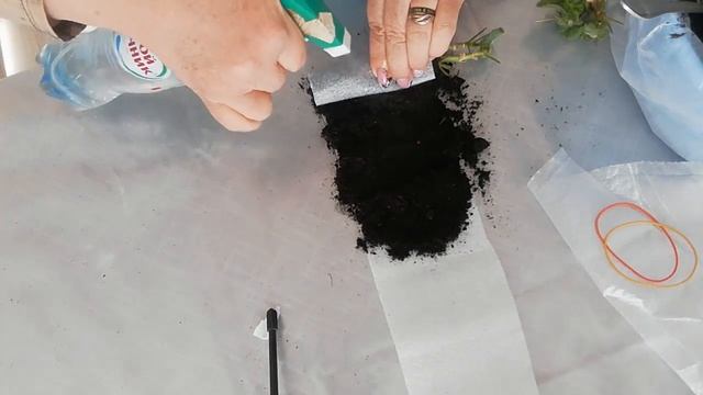 РАЗМНОЖЕНИЕ ГЕРАНИ.ДАЧНЫЙ СЕЗОН. ЭКСПЕРИМЕНТ. смотреть онлайн