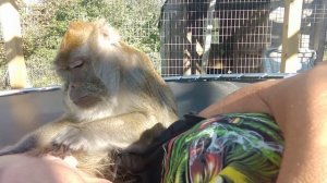 ASMR Monkey Taps Perfect Gift