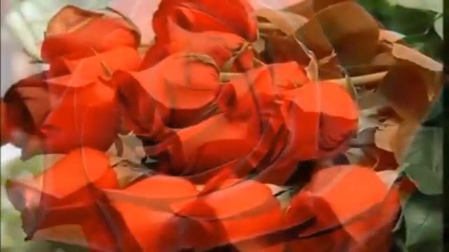 Красные розы смотреть онлайн