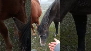 Как приручить дикую лошадь! Или обычное утро коневода.?