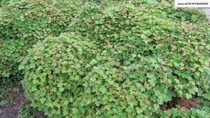 КАЛИНА карликовая "Nanum" ДЛЯ  ОЗЕЛЕНЕНИЯ.