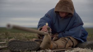 Переход 10 000 оленей через Бованенковское месторождение