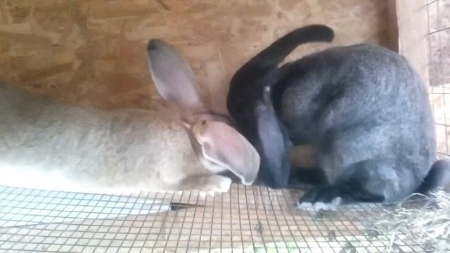 Кролик моет ухо. Rabbit washes ear. ?? [ #МиккСладкоежка ] смотреть онлайн