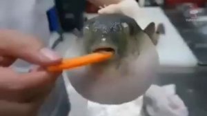 рыба фугу издает звук AEUGH 1 часовая версия