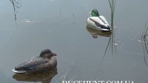 Комплект из 12 чучел кряквы GREENHEAD