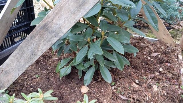 ❗❗❗Все о рододендронах/ уход/ посадка/подготовка к зиме❄️❄️❄️ смотреть онлайн