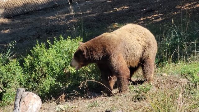 бурые медведи зоопарка г. Окланд смотреть онлайн