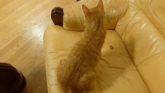 Да что ж такое смотреть онлайн